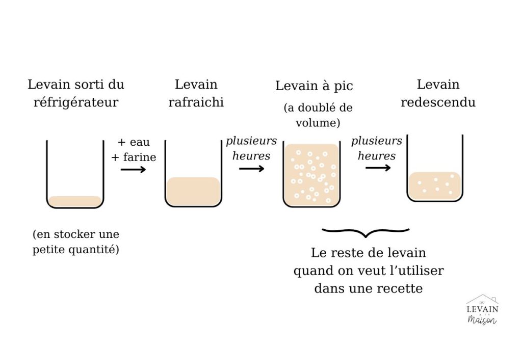schéma du cycle du levain